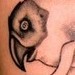 Tattoos - Bird/Skull Tattoo - 52070